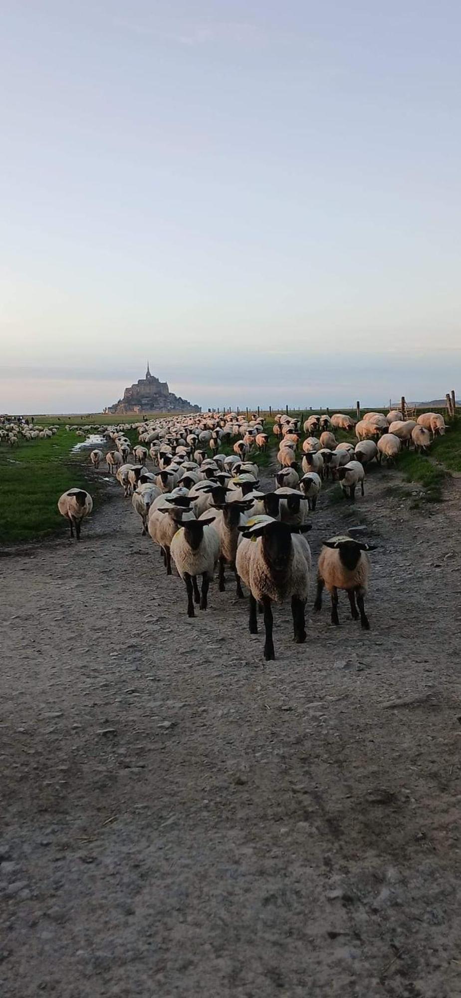 Vue Exceptionnelle Sur Le Mont Saint Michel Vila Huisnes-sur-Mer Exterior foto